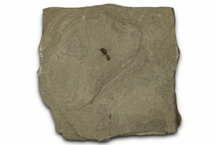 Detailed Fossil Ant - Green River Formation #356662